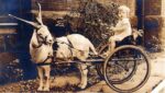 COMM Az family history center–girl in cart