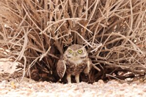 Burrowing Owl