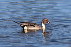 Northern Pintail