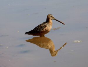 Dowitcher