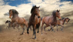 five indomitable bay horse galloping