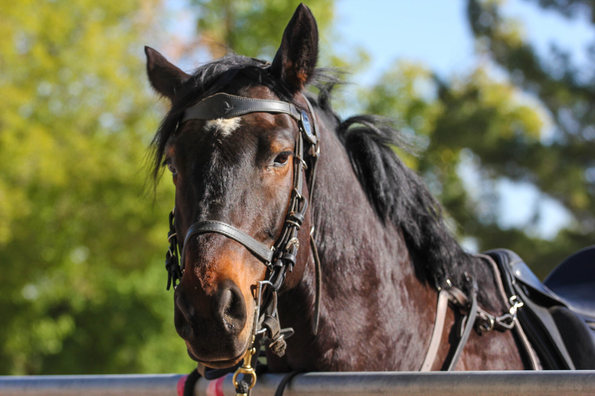 tempe-pd-horse-closeup